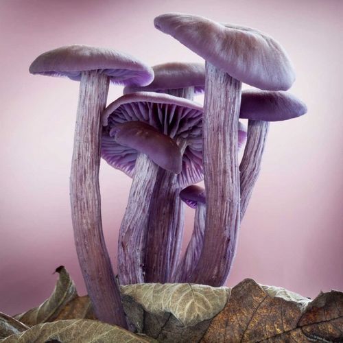 Washington, Seabeck Group of mushrooms